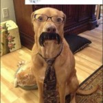 Business Hund