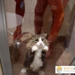 Katze Dusche
