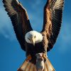 Adler Maus